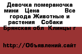 Девочка помераночка мини › Цена ­ 50 000 - Все города Животные и растения » Собаки   . Брянская обл.,Клинцы г.